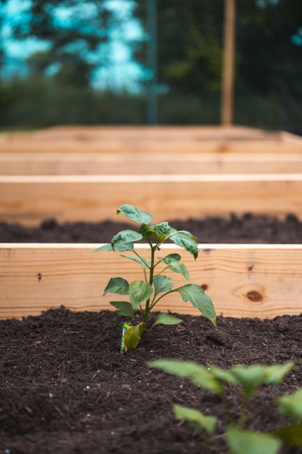 A young green plant with broad, textured leaves is growing in dark, rich soil within a wooden garden bed outlined by smooth, light-colored timber boards. The garden bed appears to be part of a landsca
