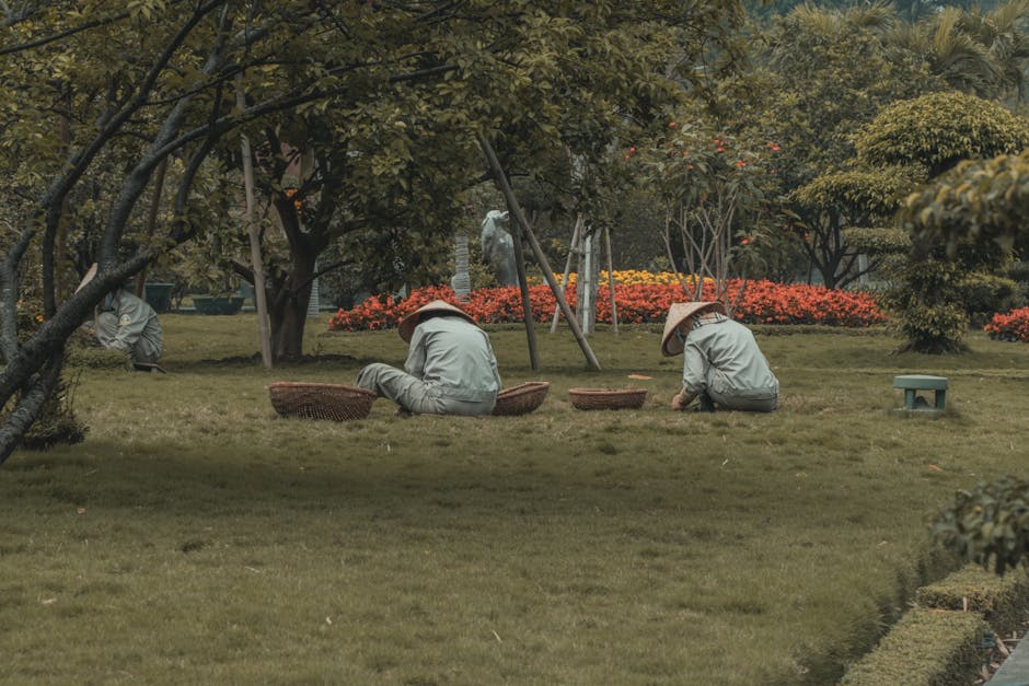 A gardener from Mitcham Garden Maintenance Services is trimming a dense, well-maintained green hedge using a pair of sharp garden shears. The gardener, seen from behind, is wearing a dark long-sleeved
